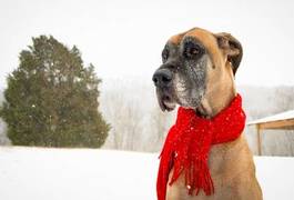 Fotoroleta śnieg zwierzę pies