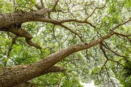 Fotoroleta gałęzie drzew