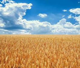 Plakat żniwa niebo rolnictwo żyto