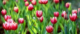 Fotoroleta tulipan ogród roślina park pole