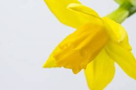 Fototapeta narcyz kwiat makro żółty