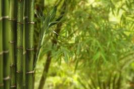 Naklejka natura wzór dżungla bambus