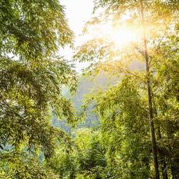 Naklejka tropikalny bambus słońce natura