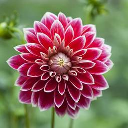 Fotoroleta natura piękny dalia kwiat świeży