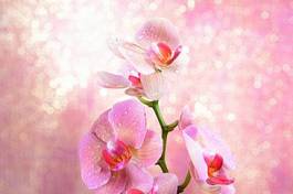 Fototapeta kwitnący storczyk ogród