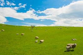 Obraz na płótnie pole natura niebo zwierzę owca