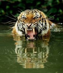 Fotoroleta twarz dżungla kot woda tygrys