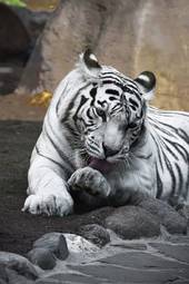 Obraz na płótnie zwierzę portret tygrys