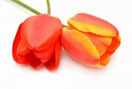 Naklejka pąk tulipan natura holandia miłość