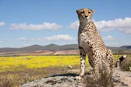 Naklejka afryka gepard pauza tanzania bystry