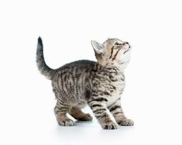 Plakat ssak kociak zwierzę