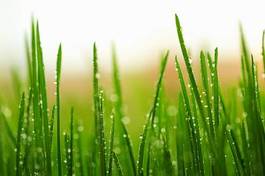Naklejka trawa łąka ogród natura