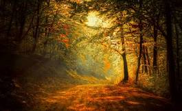 Naklejka las jesienią