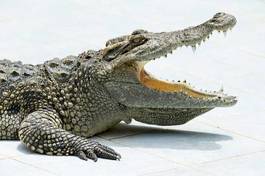 Fotoroleta gad aligator zwierzę natura