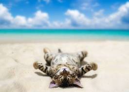 Fotoroleta kot wyleguje się na plaży