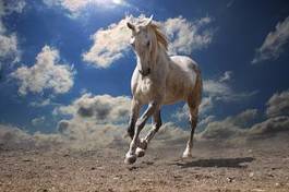 Fototapeta galopujący koń niebo rasowy biały