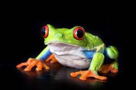 Naklejka żaba natura płaz zwierzę pomarańczowy