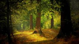 Fotoroleta las drzewa pejzaż