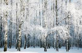 Naklejka las rosja wzór śnieg