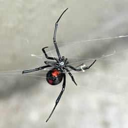 Fototapeta australia niebezpieczny wdowa zbliżenie pajęczak