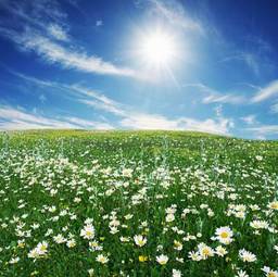 Obraz na płótnie pejzaż pole kwiat słońce