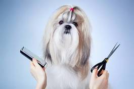 Obraz na płótnie zwierzę pies nożyczki salon