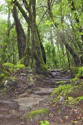 Naklejka bezdroża las dżungla wyspa