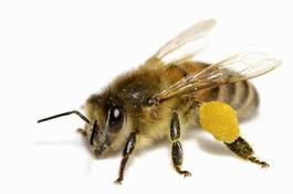 Naklejka natura zwierzę pyłek detal dzikość