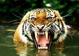 Fototapeta dziki ryba tropikalny tygrys przystojny