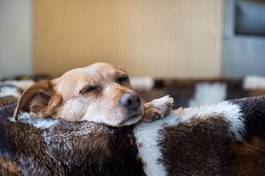 Fotoroleta pies zwierzę brązowy spania r 
