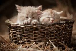 Obraz na płótnie dwa śpiące kociaki w wiklinowym koszyku