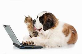 Naklejka szczeniak bernardyna z kotem przy laptopie