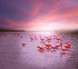 Obraz na płótnie flamingo woda ameryka