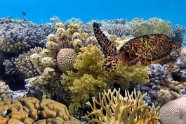 Fotoroleta żółw koral podwodny