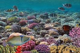 Naklejka kuba morze tropikalny podwodne kostaryka