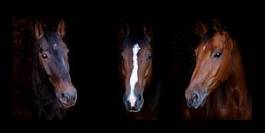 Obraz na płótnie jeździectwo grzywa oko zwierzę twarz