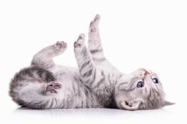 Obraz na płótnie kociak ćwiczenie zwierzę ssak portret