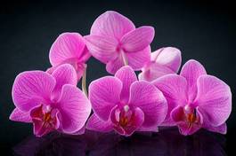 Plakat kwitnący storczyk roślina tropikalny piękny