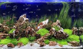 Fotoroleta natura podwodne zwierzę ryba roślina