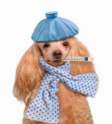 Plakat pies zdrowie szczenię