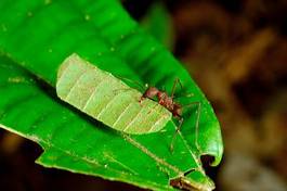 Obraz na płótnie costa liść mrówka frez