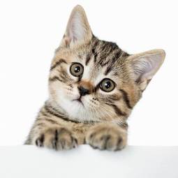Naklejka ładny ssak kot kociak