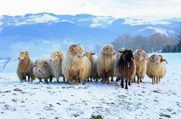 Naklejka owca rolnictwo pole śnieg stado