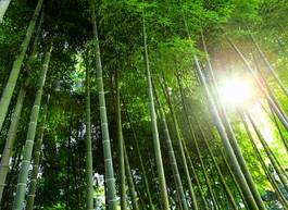 Naklejka tropikalny park roślina drzewa