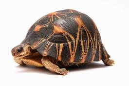 Fotoroleta żółw zwierzę łagodnie