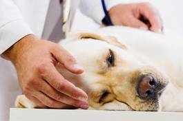 Naklejka labrador zwierzę pies medycyna
