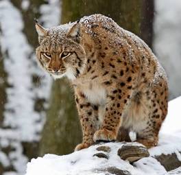 Naklejka las kot śnieg ssak