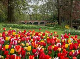 Plakat tulipan ogród most park