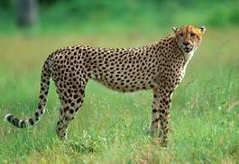 Obraz na płótnie ssak kot dziki park afryka