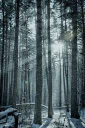 Plakat piękny las śnieg słońce pejzaż